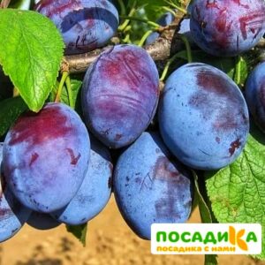 Слива Чачакская ранняя купить по цене от 229.00р. в интернет-магазине «Посадика» с доставкой почтой в в Нижневартовске и по всей России – [изображение №1].