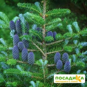 Пихта корейская (Abies koreana) купить по цене от 450.00р. в интернет-магазине «Посадика» с доставкой почтой в в Нижневартовске и по всей России – [изображение №1].