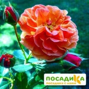 Роза Арабия купить по цене от 350.00р. в интернет-магазине «Посадика» с доставкой почтой в в Нижневартовске и по всей России – [изображение №1].