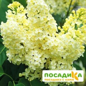 Сирень Примроуз (Primrose) купить по цене от 529.00р. в интернет-магазине «Посадика» с доставкой почтой в в Нижневартовске и по всей России – [изображение №1].