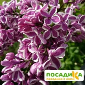 Сирень Сенсация купить по цене от 529.00р. в интернет-магазине «Посадика» с доставкой почтой в в Нижневартовске и по всей России – [изображение №1].