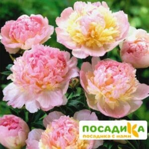 Пион Распберри Сандей (Paeonia Raspberry Sundae) купить по цене от 959р. в интернет-магазине «Посадика» с доставкой почтой в в Нижневартовске и по всей России – [изображение №1].