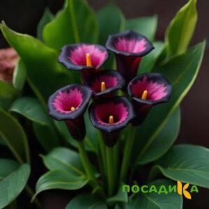 Калла Аура Лейс купить по цене от 400р. в интернет-магазине «Посадика» с доставкой почтой в в Нижневартовске и по всей России – [изображение №1].