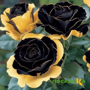 Роза Ханни Сикл купить по цене от 700р. в интернет-магазине «Посадика» с доставкой почтой в в Нижневартовске и по всей России – [изображение №1].