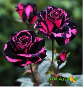 Роза Багровый Шепот купить по цене от 366р. в интернет-магазине «Посадика» с доставкой почтой в в Нижневартовске и по всей России – [изображение №1].