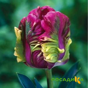 Тюльпан Экзотик Хэвен купить по цене от 186р. в интернет-магазине «Посадика» с доставкой почтой в в Нижневартовске и по всей России – [изображение №1].