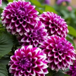 Георгин Кристал Корт купить по цене от 602р. в интернет-магазине «Посадика» с доставкой почтой в в Нижневартовске и по всей России – [изображение №1].