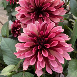 Георгин Перли Сансет купить по цене от 309р. в интернет-магазине «Посадика» с доставкой почтой в в Нижневартовске и по всей России – [изображение №1].