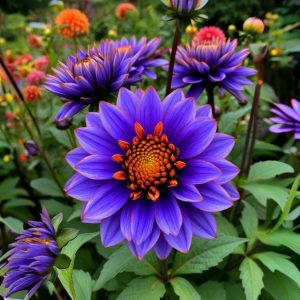 Георгин Лазурит купить по цене от 799р. в интернет-магазине «Посадика» с доставкой почтой в в Нижневартовске и по всей России – [изображение №1].