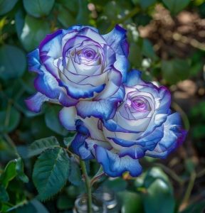 Роза Пэтолз Хоуп купить по цене от 333р. в интернет-магазине «Посадика» с доставкой почтой в в Нижневартовске и по всей России – [изображение №1].