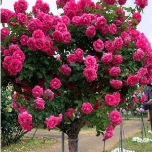 Роза Версаля купить по цене от 232р. в интернет-магазине «Посадика» с доставкой почтой в в Нижневартовске и по всей России – [изображение №1].