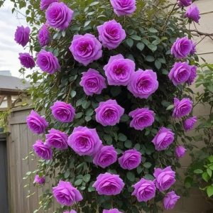 Роза Мистик Уайт купить по цене от 620р. в интернет-магазине «Посадика» с доставкой почтой в в Нижневартовске и по всей России – [изображение №1].