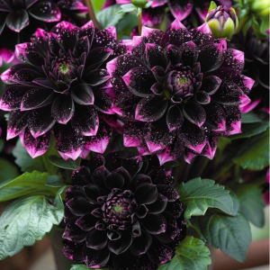 Георгин Лаванда Лейс купить по цене от 679р. в интернет-магазине «Посадика» с доставкой почтой в в Нижневартовске и по всей России – [изображение №1].