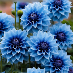 Георгин Вижапе купить по цене от 699р. в интернет-магазине «Посадика» с доставкой почтой в в Нижневартовске и по всей России – [изображение №1].