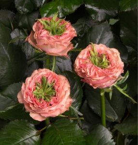 Роза Амбер Инчант купить по цене от 495р. в интернет-магазине «Посадика» с доставкой почтой в в Нижневартовске и по всей России – [изображение №1].