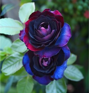 Роза Скарлет Рэвери купить по цене от 489р. в интернет-магазине «Посадика» с доставкой почтой в в Нижневартовске и по всей России – [изображение №1].