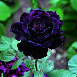 Роза Блэк Пантер купить по цене от 319р. в интернет-магазине «Посадика» с доставкой почтой в в Нижневартовске и по всей России – [изображение №1].