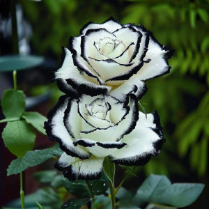 Роза Силк Ивин купить по цене от 319р. в интернет-магазине «Посадика» с доставкой почтой в в Нижневартовске и по всей России – [изображение №1].