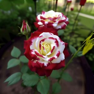 Роза Роял Глом купить по цене от 401р. в интернет-магазине «Посадика» с доставкой почтой в в Нижневартовске и по всей России – [изображение №1].