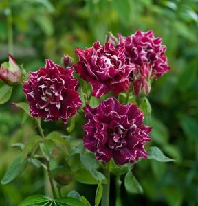 Роза Опаловый Пейзаж купить по цене от 490р. в интернет-магазине «Посадика» с доставкой почтой в в Нижневартовске и по всей России – [изображение №1].