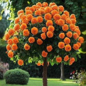 Роза Солнечный Шарм купить по цене от 349р. в интернет-магазине «Посадика» с доставкой почтой в в Нижневартовске и по всей России – [изображение №1].