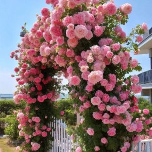 Роза Пастель Розе купить по цене от 605р. в интернет-магазине «Посадика» с доставкой почтой в в Нижневартовске и по всей России – [изображение №1].