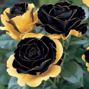 Роза Ханни Сикл купить по цене от 700р. в интернет-магазине «Посадика» с доставкой почтой в в Нижневартовске и по всей России – [изображение №1].