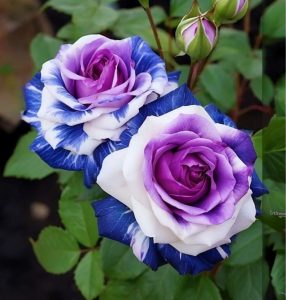 Роза Айвори Каскад купить по цене от 420р. в интернет-магазине «Посадика» с доставкой почтой в в Нижневартовске и по всей России – [изображение №1].