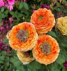 Роза Золотой Мираж купить по цене от 420р. в интернет-магазине «Посадика» с доставкой почтой в в Нижневартовске и по всей России – [изображение №1].