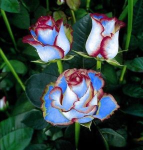 Роза Сафайер Пэтл купить по цене от 450р. в интернет-магазине «Посадика» с доставкой почтой в в Нижневартовске и по всей России – [изображение №1].