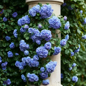 Роза плетистая Блю Перпл купить по цене от 540р. в интернет-магазине «Посадика» с доставкой почтой в в Нижневартовске и по всей России – [изображение №1].